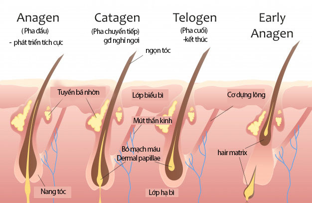 Estrogen và rụng tóc - liên hệ như thế nào? 1