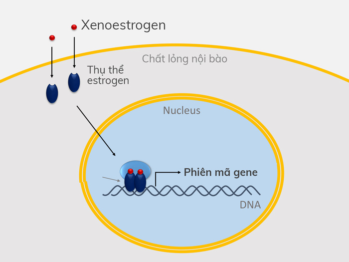 Những tác động tiêu cực của xenoestrogen 1