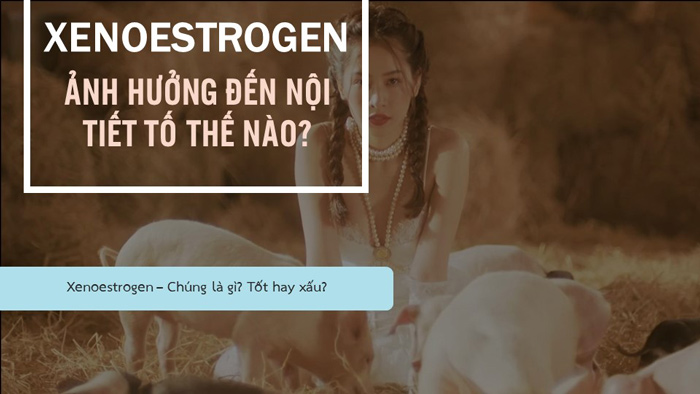 Xenoestrogen là gì? Tốt hay xấu? 1