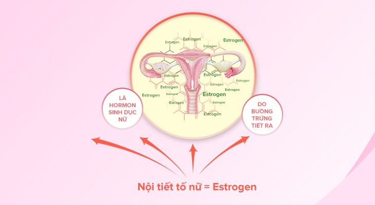 Tìm hiểu về nội tiết tố nữ cơ bản 1