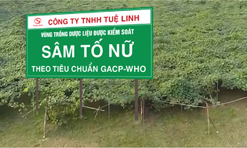 Sâm Nhung Tố Nữ Tuệ Linh cam kết 