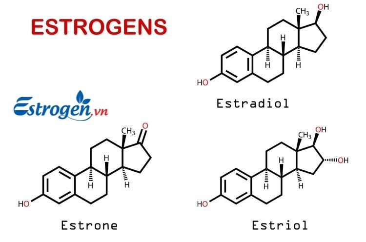 Estriol (E3) 1