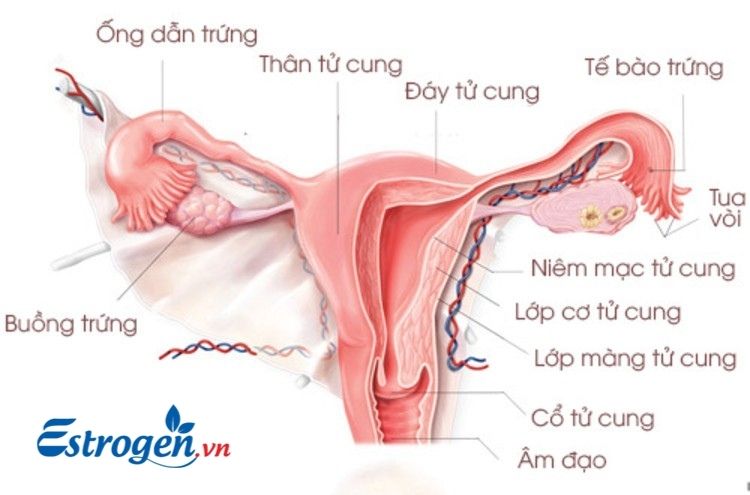 Estrogen kích thích sự phát triển, ổn định chức năng sinh lý và sinh sản 1