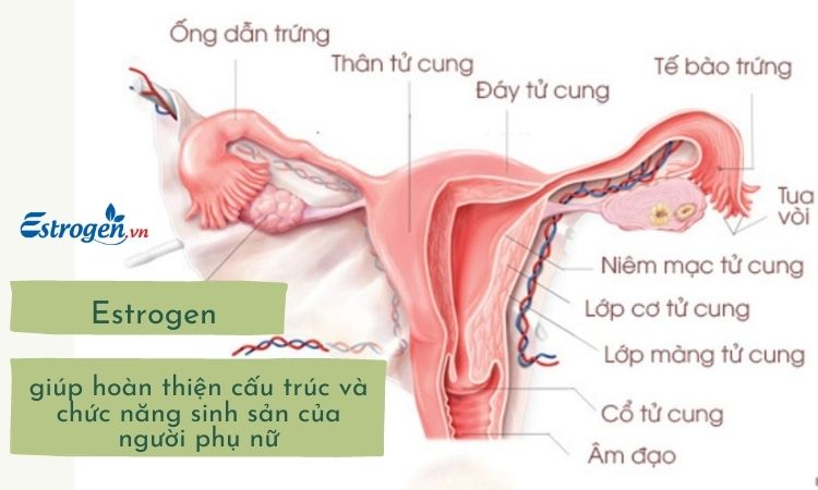 Hoocmon estrogen giúp hoàn thiện cấu trúc và chức năng sinh sản 1