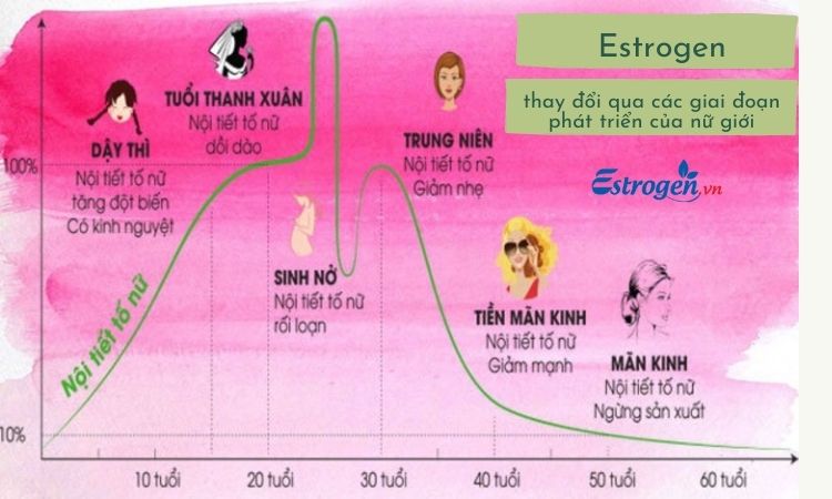 Sự thay đổi của nồng độ hoocmon estrogen trong từng giai đoạn 1