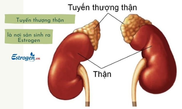 Hoocmon Estrogen được sản sinh tại tuyến thượng thận, mô mỡ và gan 1