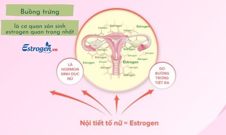 Hoocmon Estrogen được sản sinh tại buồng trứng 1