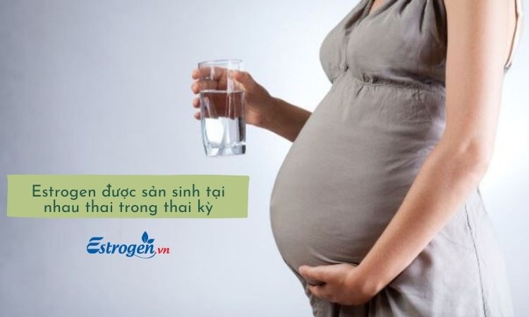 Hoocmon Estrogen được sản sinh tại thai kỳ 1