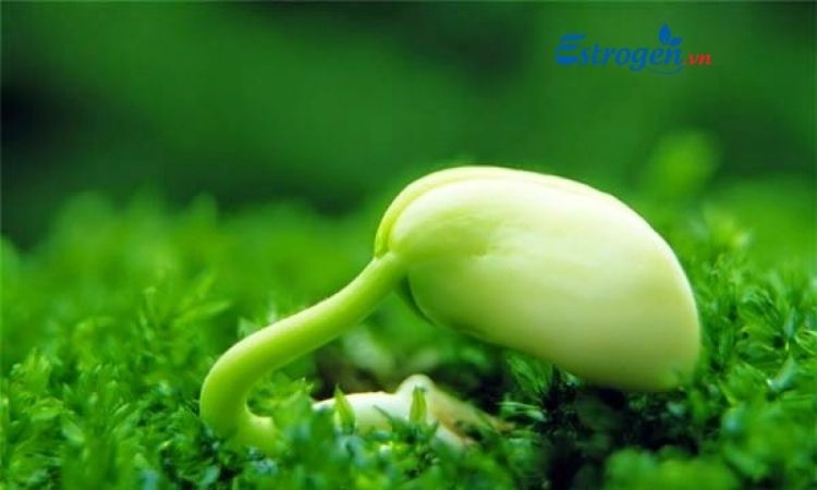 Có nên sử dụng estrogen có ở đậu không? 1 Có nên sử dụng estrogen có ở đậu không? 1