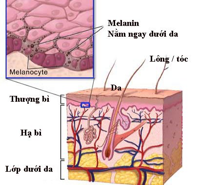 Melanin tác động gây ra nám 1