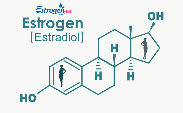 Cơ chế tác dụng của estrogen 1