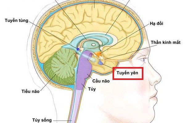 Vì sao phụ nữ tuổi tiền mãn kinh bị bốc hỏa? 3