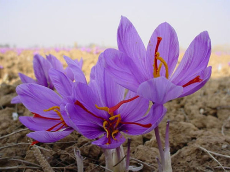 Tổng quan về saffron 1