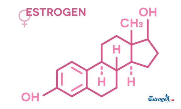 Vai trò của Estrogen 1