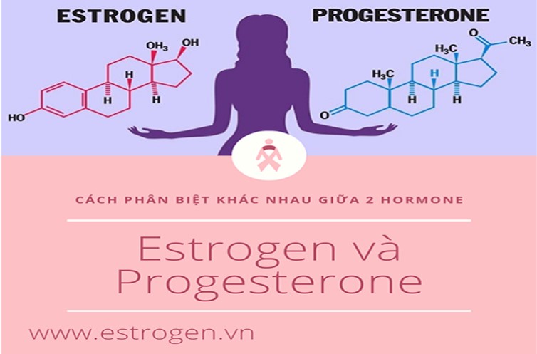 Phân biệt sự khác nhau giữa estrogen và progesterone 1