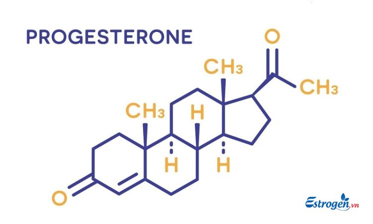 Vai trò của Progesterone 1