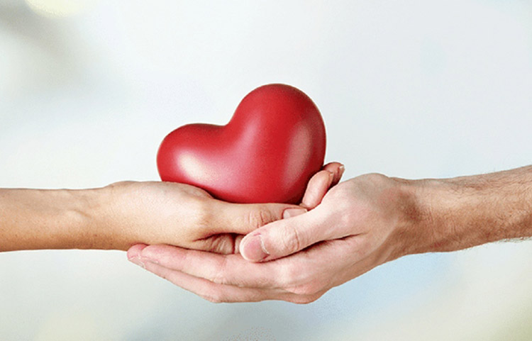 Sâm tố nữ tác động thế nào đến sức khỏe tim mạch? 2